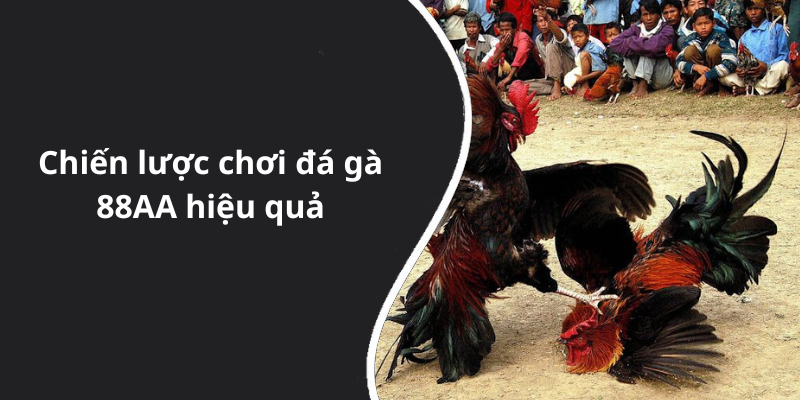 Chiến lược chơi đá gà 88AA hiệu quả