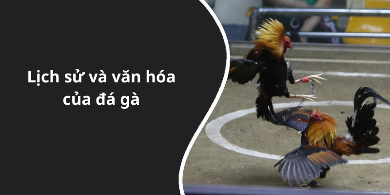 Lịch sử và văn hóa của đá gà