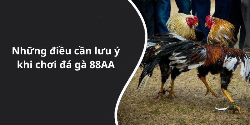 Những điều cần lưu ý khi chơi đá gà 88AA