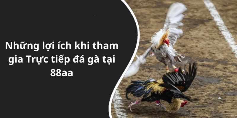 Những lợi ích khi tham gia Trực tiếp đá gà tại 88aa