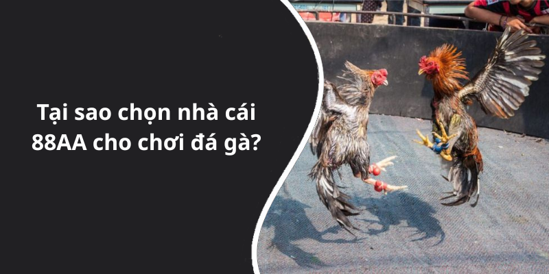 Tại sao chọn nhà cái 88AA cho chơi đá gà